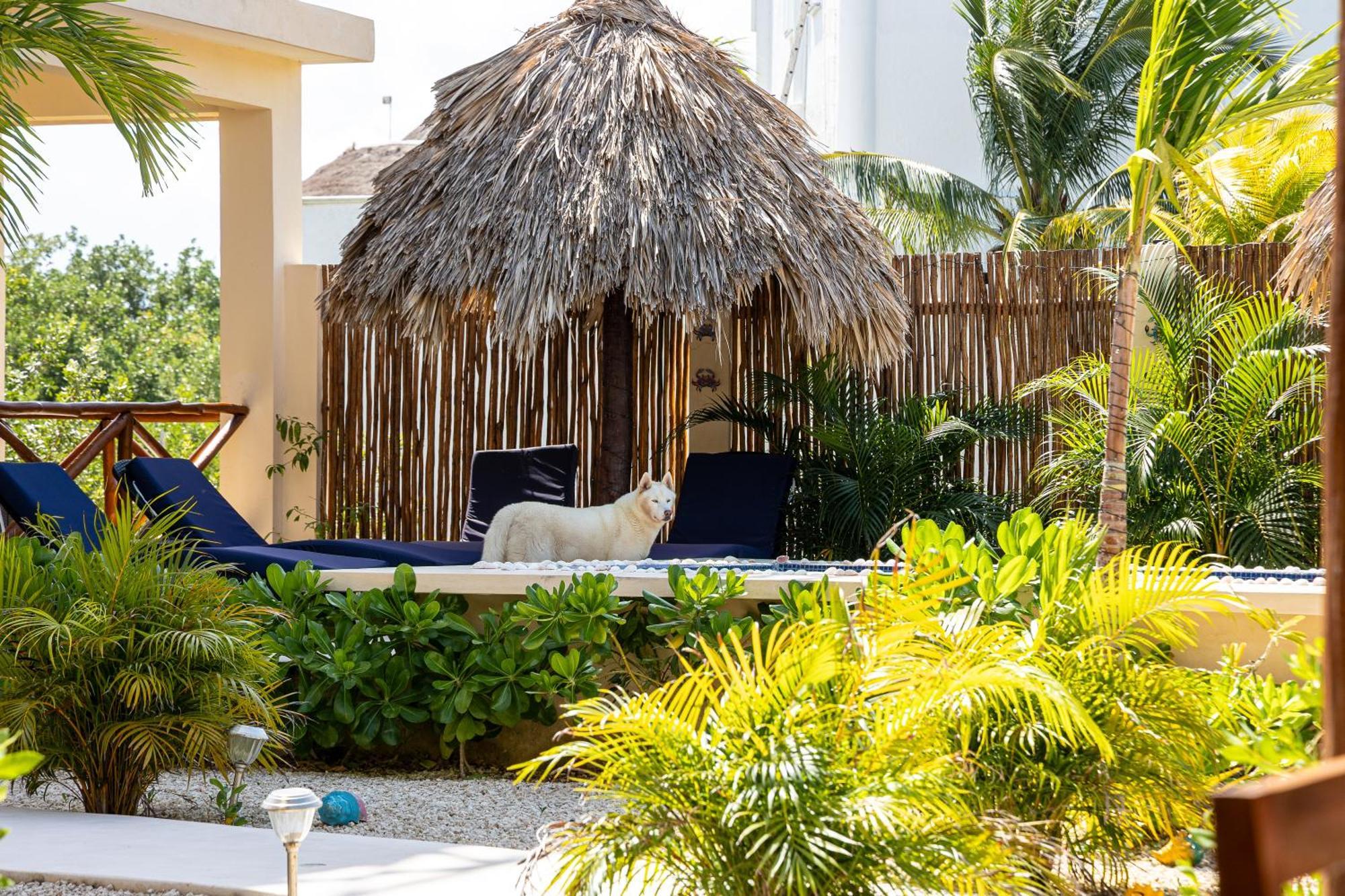 Atenea Holbox Luaran gambar